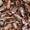 Groundnut Shell