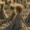 Rice Straw